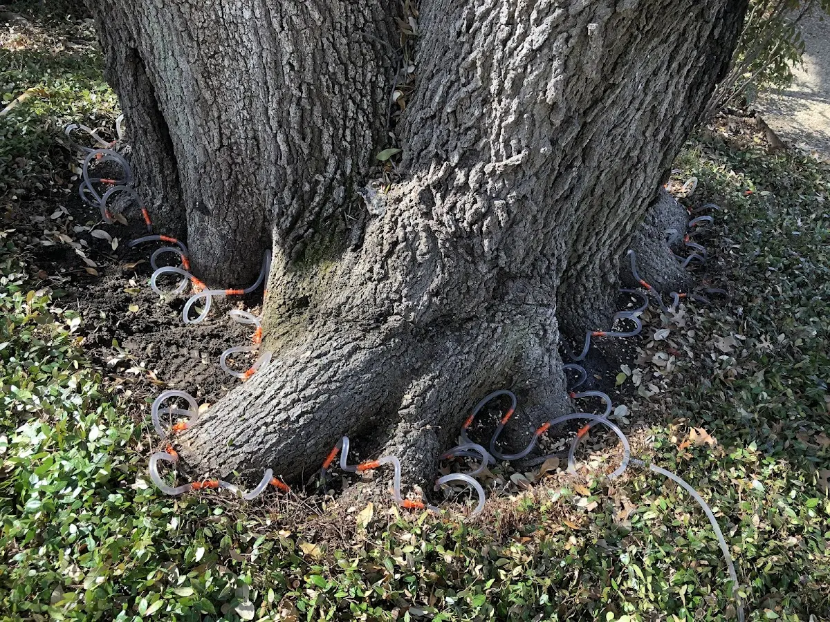 Detailed Tree Cabling and Bracing job site in Monhegan