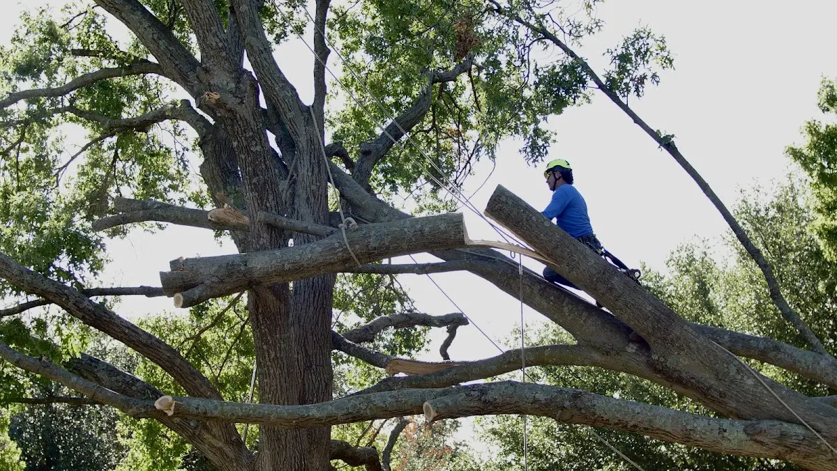 Professional Crown Thinning performed by certified arborists in Monhegan