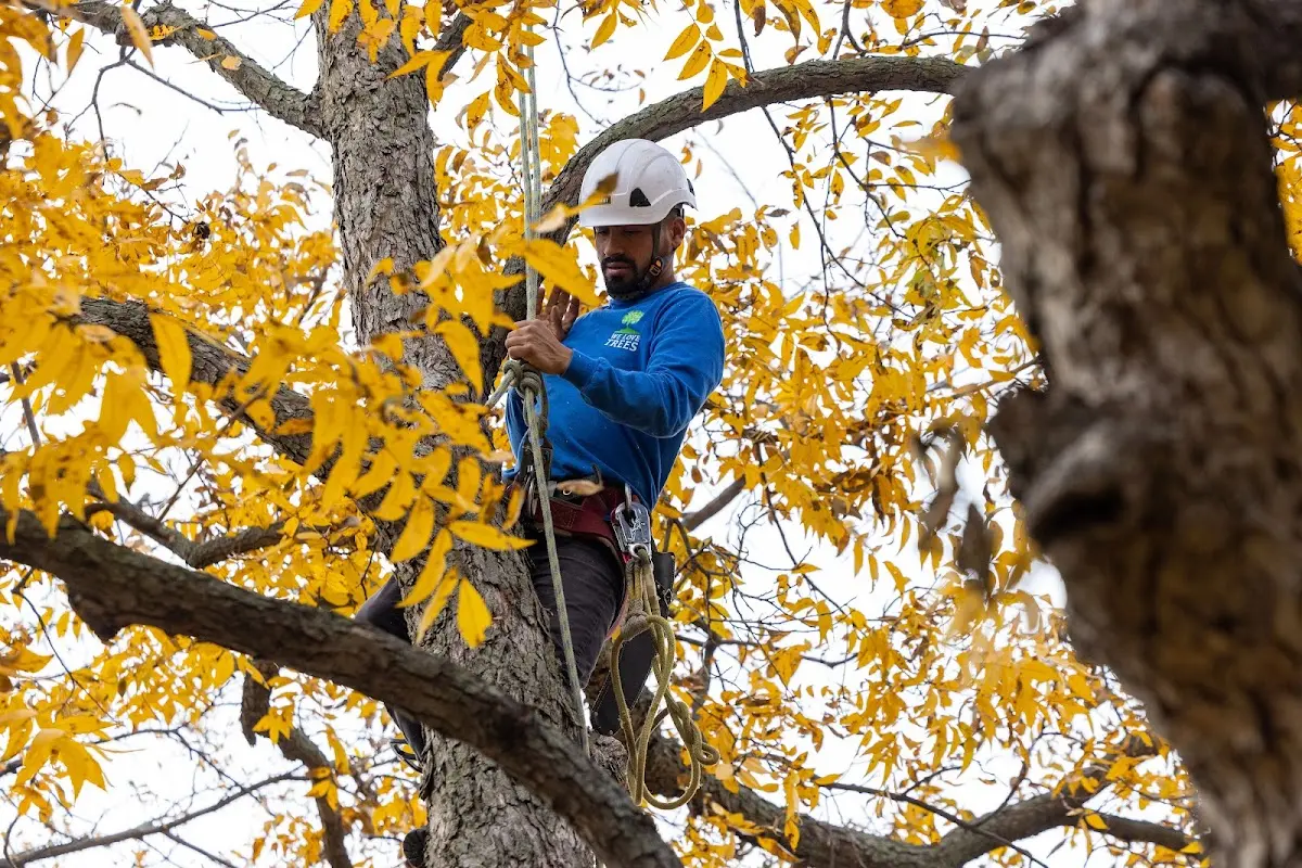 Skilled Tree Trimming crew working in Monhegan